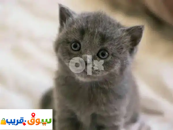 كيتن بريطاني رمادي (بلو) للبيع - شهرين | مطعم،...