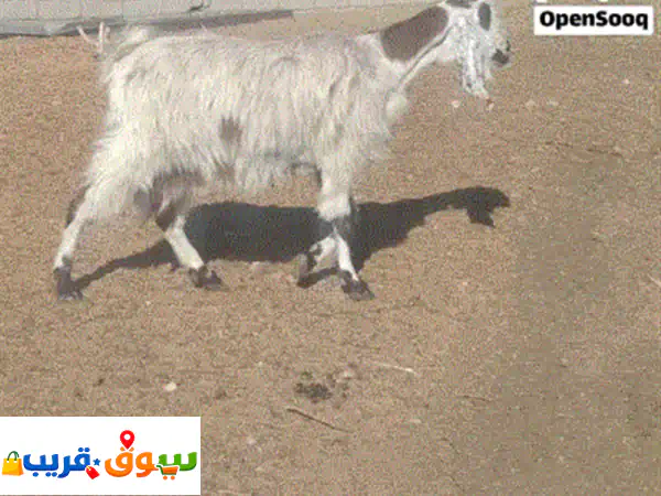 فرصة ذهبية! قطيع ماعز فاخر للبيع (عنزين + جدي) -...
