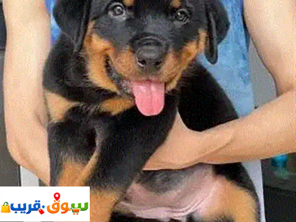 Rottweiler Puppies Available
