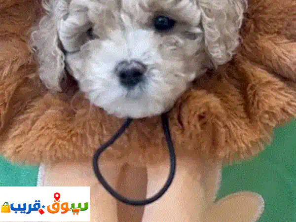 جرو مالتيبو توي مستورد للبيع: رفيقك المدلل، مدرب...
