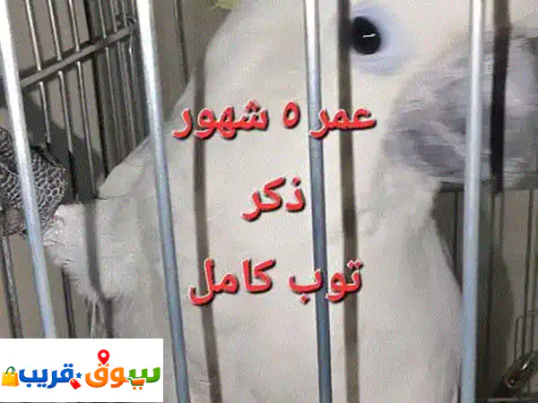 ببغاء كوكاتو كريستيان فريد: أليف، متكلم، ٥ شهور -...