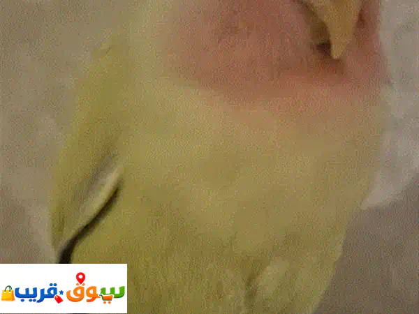 ببغاء روز أليف للبيع | اصفر مخضر لعوب بسعر 350 ريال |...