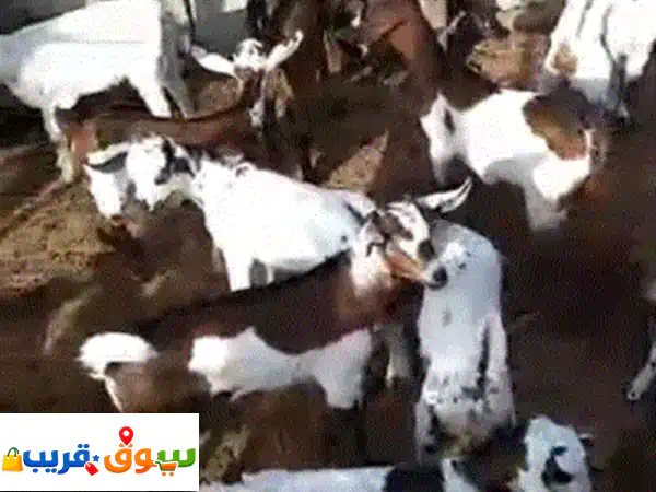 تيوس تهاميه في صنعاء من عمر⁦⁦3⁩⁩اشهر الى ⁦⁦5⁩⁩اشهر