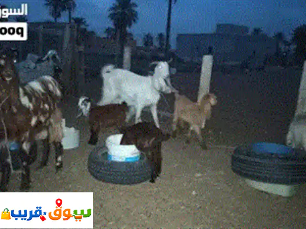معيز هجين للبيع
