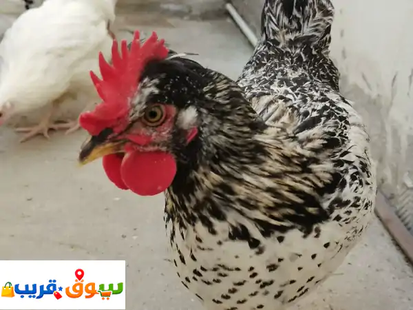 فرصة نادرة: دجاج بلدي أصيل للبيع (5 طيور فقط) |...