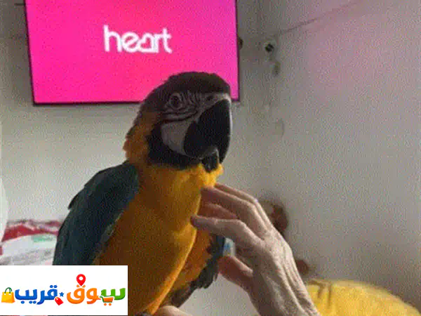 فرصة ذهبية! زوج ببغاء مكاو أزرق وذهبي أليف ومدرب...