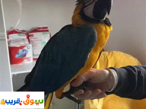 فرصة ذهبية! زوج ببغاء مكاو أزرق وذهبي أليف ومدرب للبيع - رفقاء مثاليون لمنزلك! (السعر: 300)