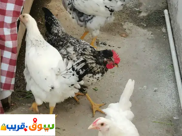 فرصة نادرة: دجاج بلدي أصيل للبيع (5 طيور فقط) | تربية منزلية ممتازة بمدينة حمد، البحرين