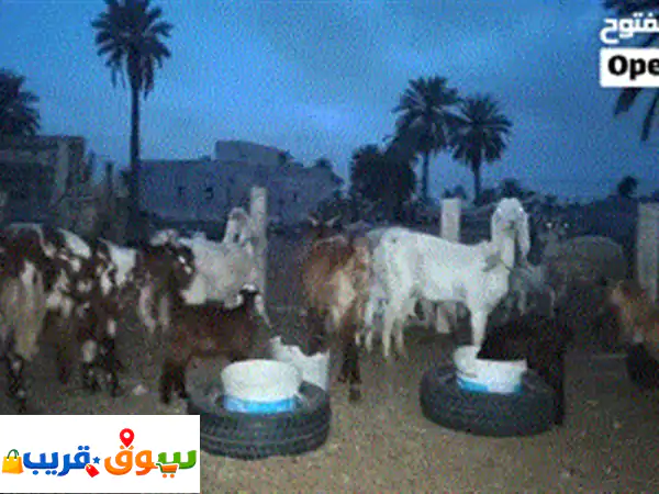 معيز هجين للبيع