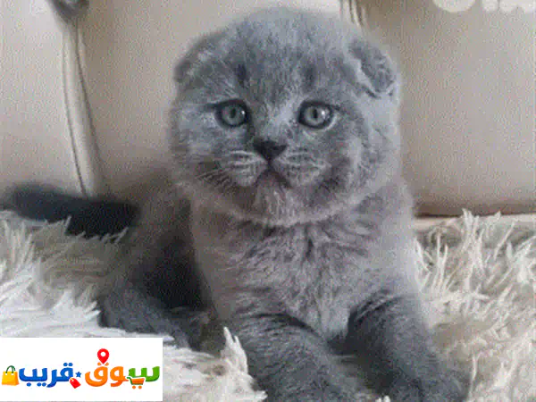 كيتن بريطاني رمادي (بلو) للبيع - شهرين | مطعم، مدرب، وجاهز لمنزل دافئ
