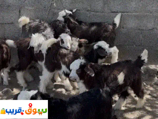 للبيع ماعز وجداية | 7 جداية وصخلة بصحة ممتازة | فرصة لا تعوض بأسعار الجملة والمفرد