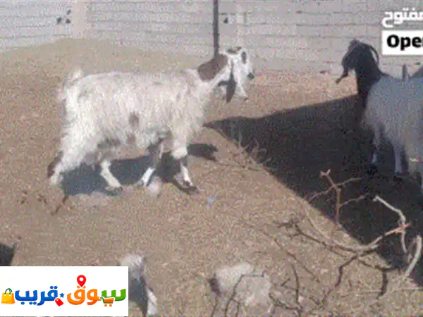 فرصة ذهبية! قطيع ماعز فاخر للبيع (عنزين + جدي) - سلالات شامية وقبرصية مميزة وإنتاجية عالية - عين زارة