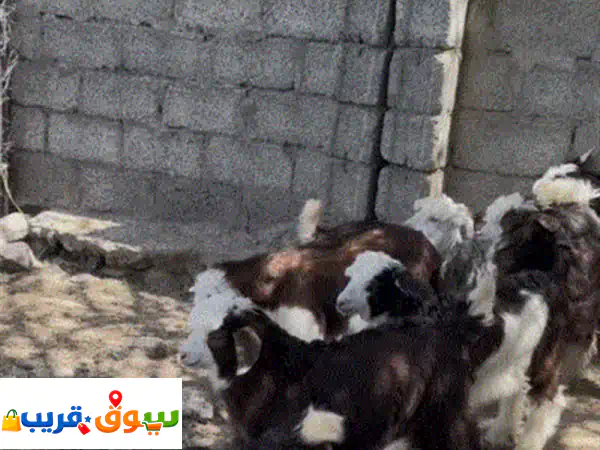 للبيع ماعز وجداية | 7 جداية وصخلة بصحة ممتازة | فرصة...