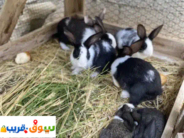 مجموعة أرانب صغيرة وكيوت للبيع | عمر شهرين بسعر 25...