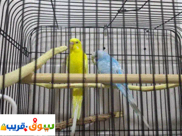 للبيع: زوج ببغاء رائع | ألبينو أصفر وأزرق مع قفص وأكل...