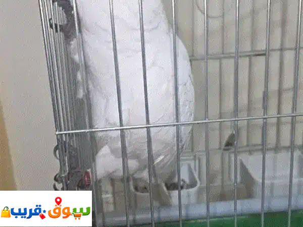 ببغاء كوكاتو كريستيان فريد: أليف، متكلم، ٥ شهور - رفيق العمر المثالي!