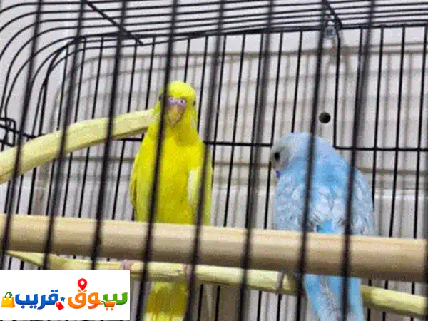 للبيع: زوج ببغاء رائع | ألبينو أصفر وأزرق مع قفص وأكل - قابل للتفاوض!