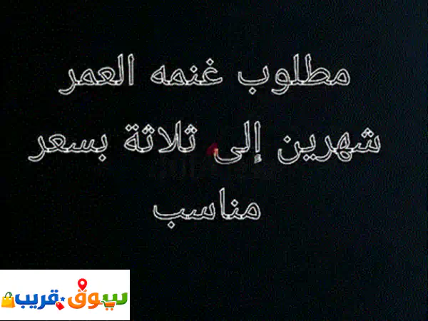 شقر قلايدر أليف للبيع | سنجاب طائر صغير وودود مع قفص | 50 دينار