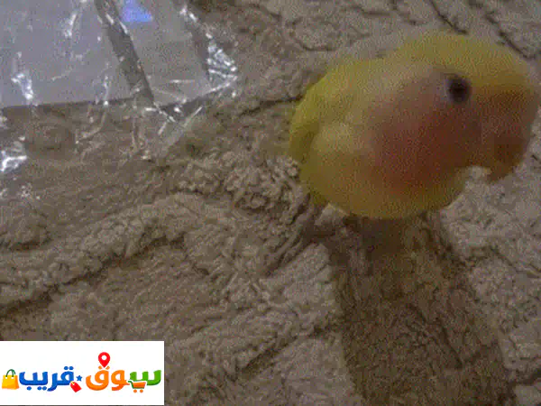 ببغاء روز أليف للبيع | اصفر مخضر لعوب بسعر 350 ريال | عمر شهرين جاهز لمنزل جديد!