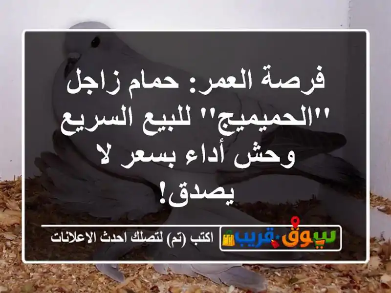 فرصة العمر: حمام زاجل 'الحميميج' للبيع السريع - وحش...