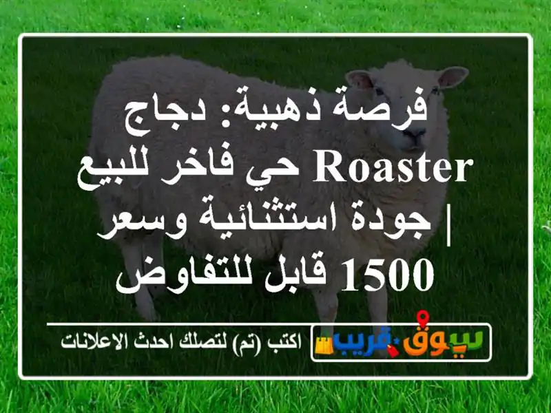 فرصة ذهبية: دجاج Roaster حي فاخر للبيع | جودة...
