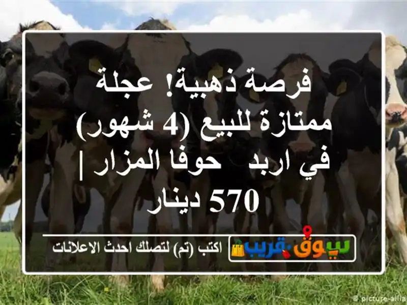 فرصة ذهبية! عجلة ممتازة للبيع (4 شهور) في اربد -...