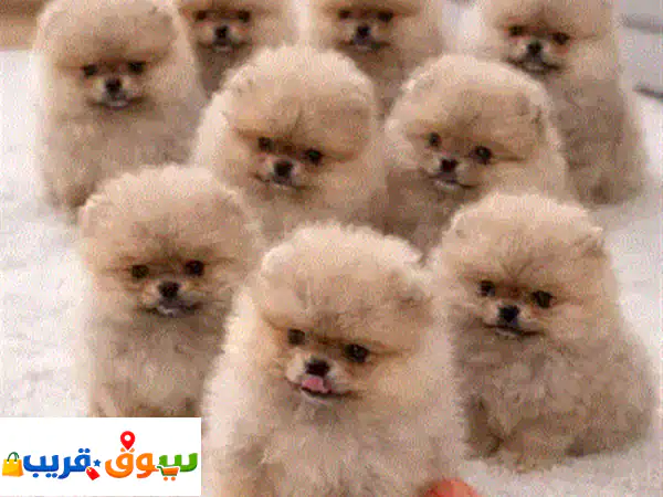 جراوي بودل توي رائعة للبيع | مستوردة، مطعمة، وتوصيل لمنزلك!