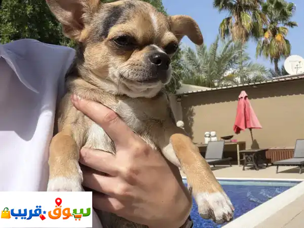 فرصة نادرة: جرو تشيواوا ذكر أصيل للبيع | لون ميرل...