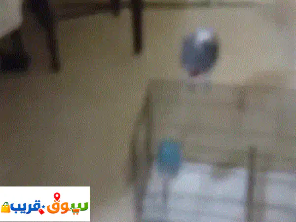بيع ببغاء إفريقي رمادي مروّض – يتكلم – صحة ممتازة – مع قفص