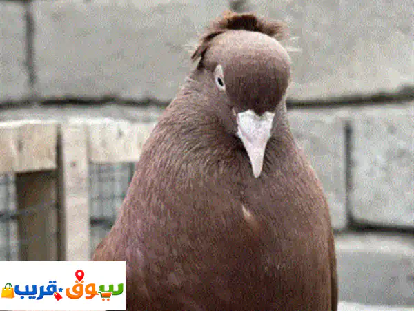 حمام رواعب نجفي خط أول وحمر فاخر للبيع | سعر 100 |...