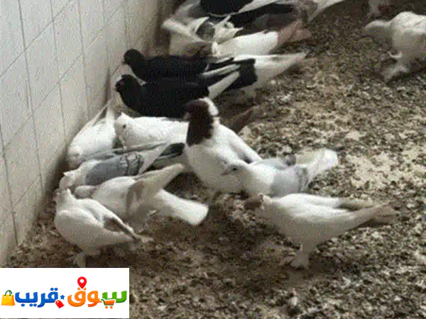 أفخم أنواع الحمام للبيع: أرياشي، بولوني، إنكليزي، مساويد | جمال نادر وسعر لا يُقاوم!