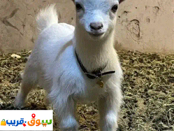 ماعز قزم بلجيكي أليف للبيع | صغار ودودة، مدربة ومطعمة...