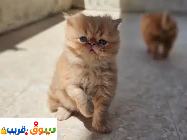 حصريًا: دراي فود لقطط البيرشن – صحة متكاملة لوجهها المميز وفروها اللامع!