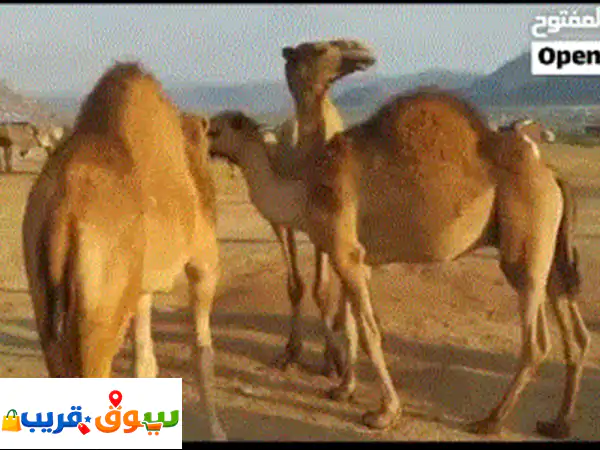 جمال إثيوبيا بالجملة: استورد أفضل السلالات بأسعار تنافسية لا تُصدق!