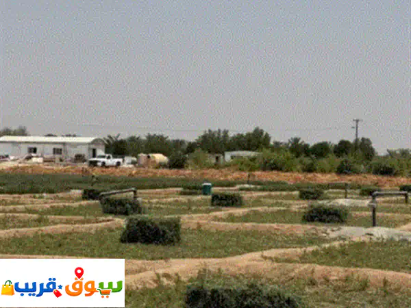 برسيم العبدلي: رطب وناشف (بالات وخياش بأوزان عالية)...