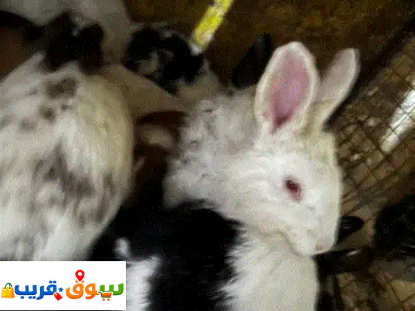 جديد! أرانب بلدي طازجة وصحية 🐰 أحجام ممتازة وتوصيل سريع لبابك!