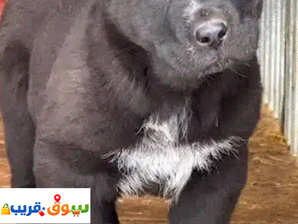 كلاب ألباي أصيلة للبيع: ذكور وإناث – رفيقك الوفي وحارسك الأمين!
