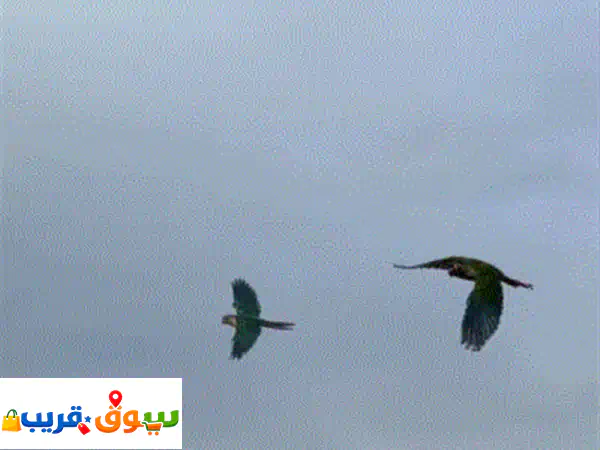 ببغاء كنيور جرين شيك أليف للبيع | طيران حر & حجم...