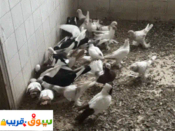 أفخم أنواع الحمام للبيع: أرياشي، بولوني،...