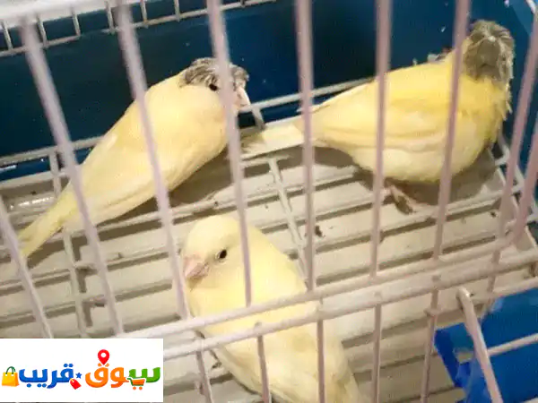 فرصة لا تعوض في طرابلس! 🐦 3 كنارات رائعة بعمر...