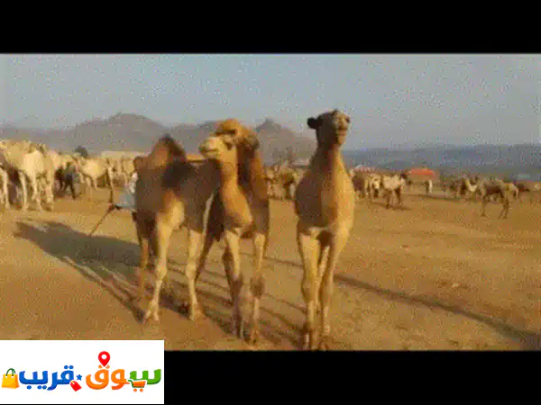 جمال إثيوبيا بالجملة: استورد أفضل السلالات...