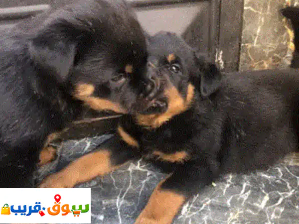 جرو للبيع بالمحمدية المغرب