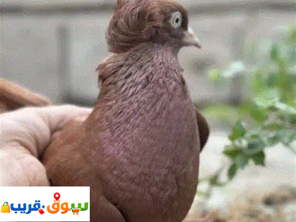حمام رواعب نجفي خط أول وحمر فاخر للبيع | سعر 100 | توصيل متاح