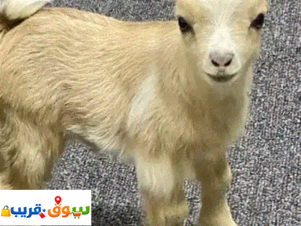ماعز قزم بلجيكي أليف للبيع | صغار ودودة، مدربة ومطعمة | خصم حصري بالإمارات!