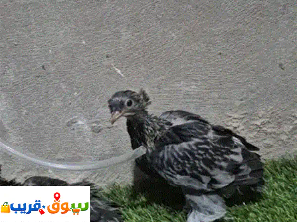 فرصة ذهبية: حمام بخارى مستوى وحجم ملكي للبيع مع...