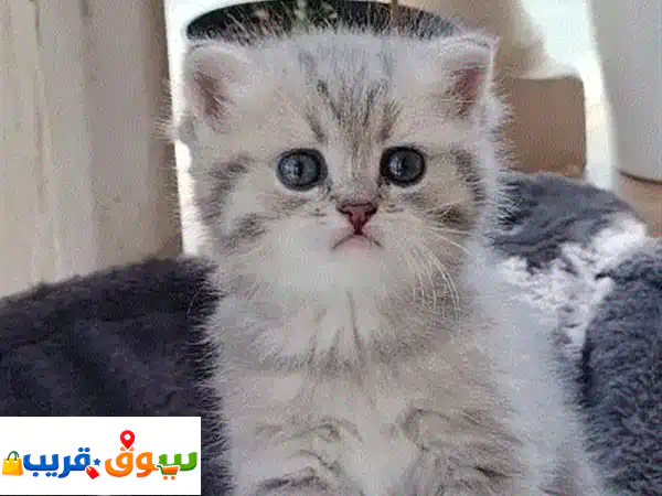 قطط مميزه من سلالات راقيه