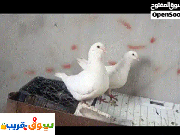 حمام فرنسي نخب للبيع: أزواج منتجة مع فراخ وزغاليل |...