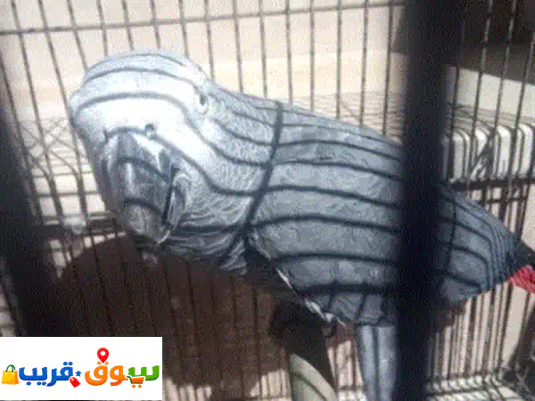 بيع ببغاء إفريقي رمادي مروّض – يتكلم – صحة ممتازة...