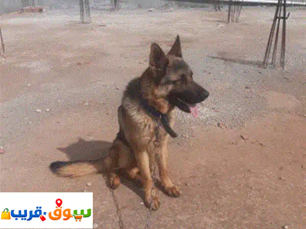 جيرمن شيبرد أصيل 100% مدرب باحترافية | سلالة قوية،...