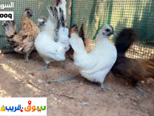 استثمر في الجمال والإنتاجية: طقم دجاج حبب كويتي هزاز فاخر (1 ديك + 5 دجاجات)